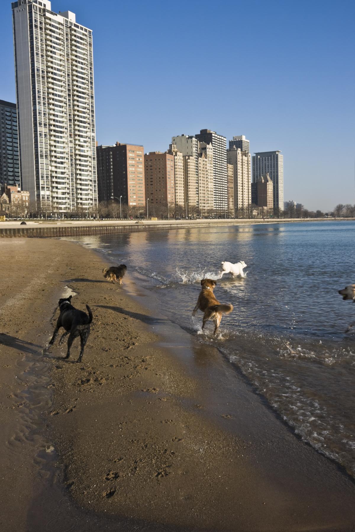 Dogs Run on the Beach in Chicago