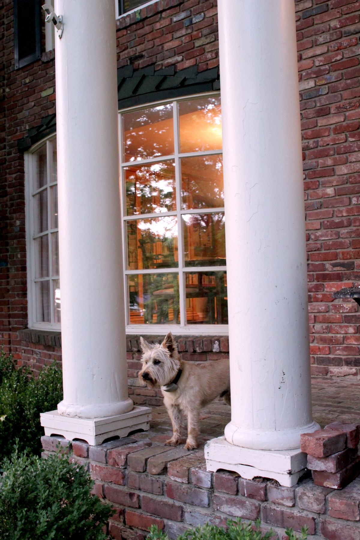 Carin Terrier Stands Guard at a House