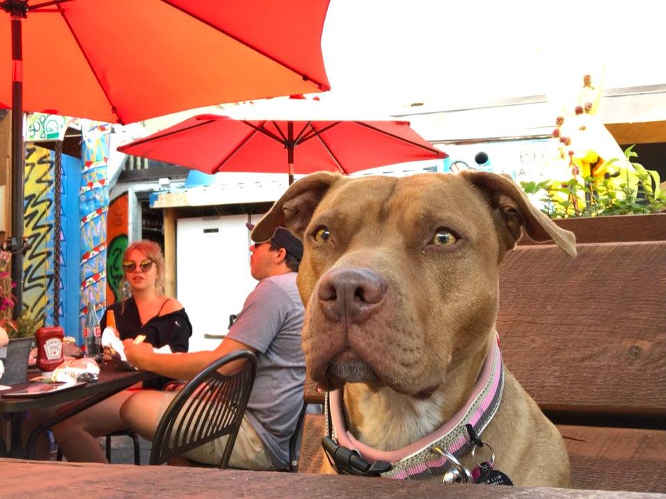 D.O.G. restaurant view 4