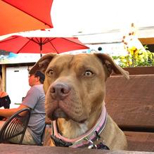 D.O.G. restaurant view 4