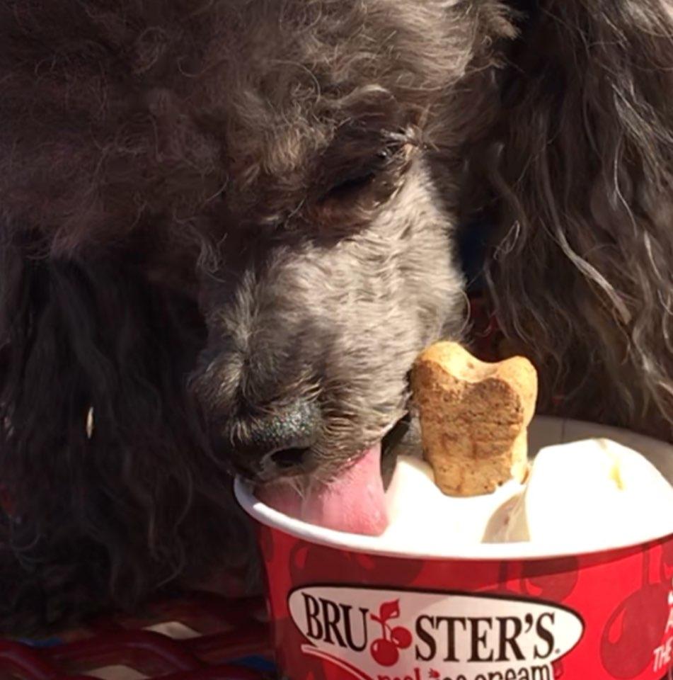 Bruster's Real Ice Cream restaurant view 2