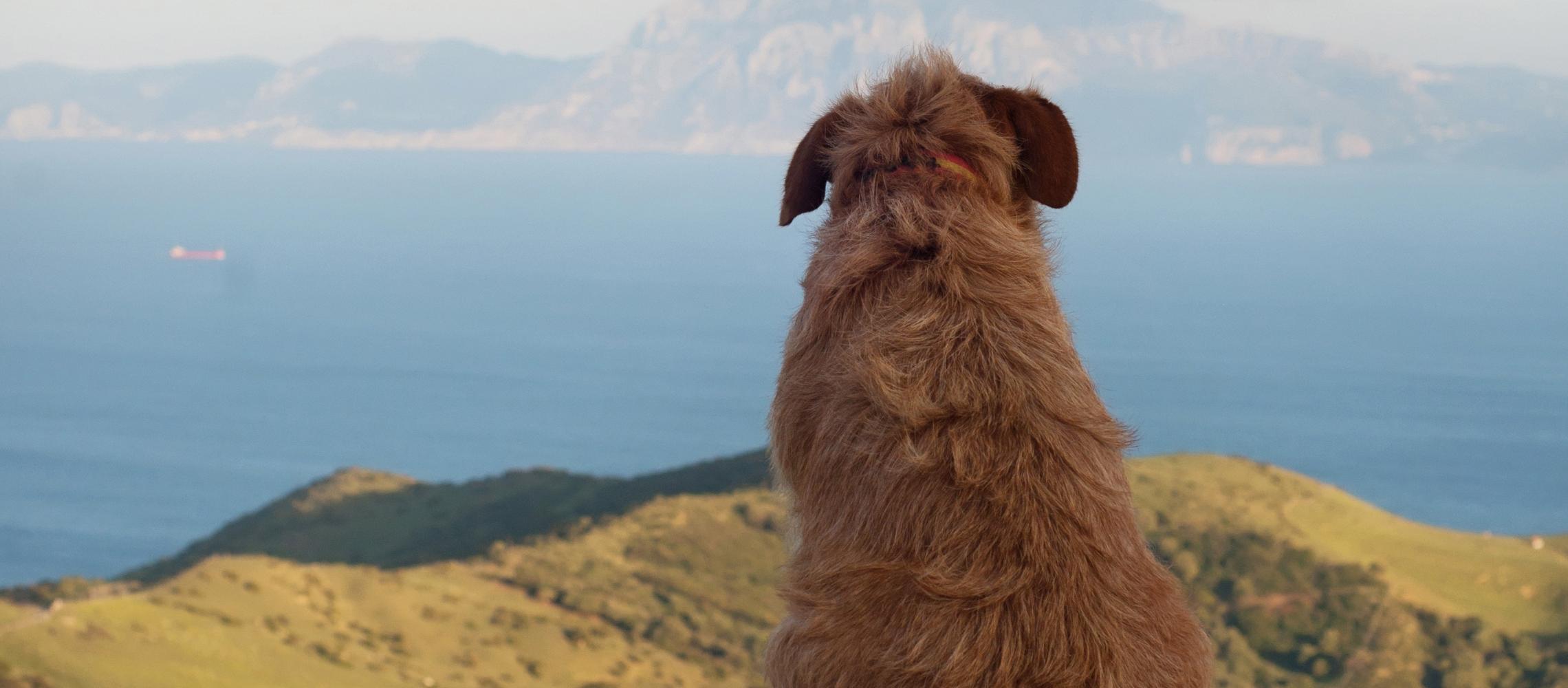 Dog Friendly Gibraltar
