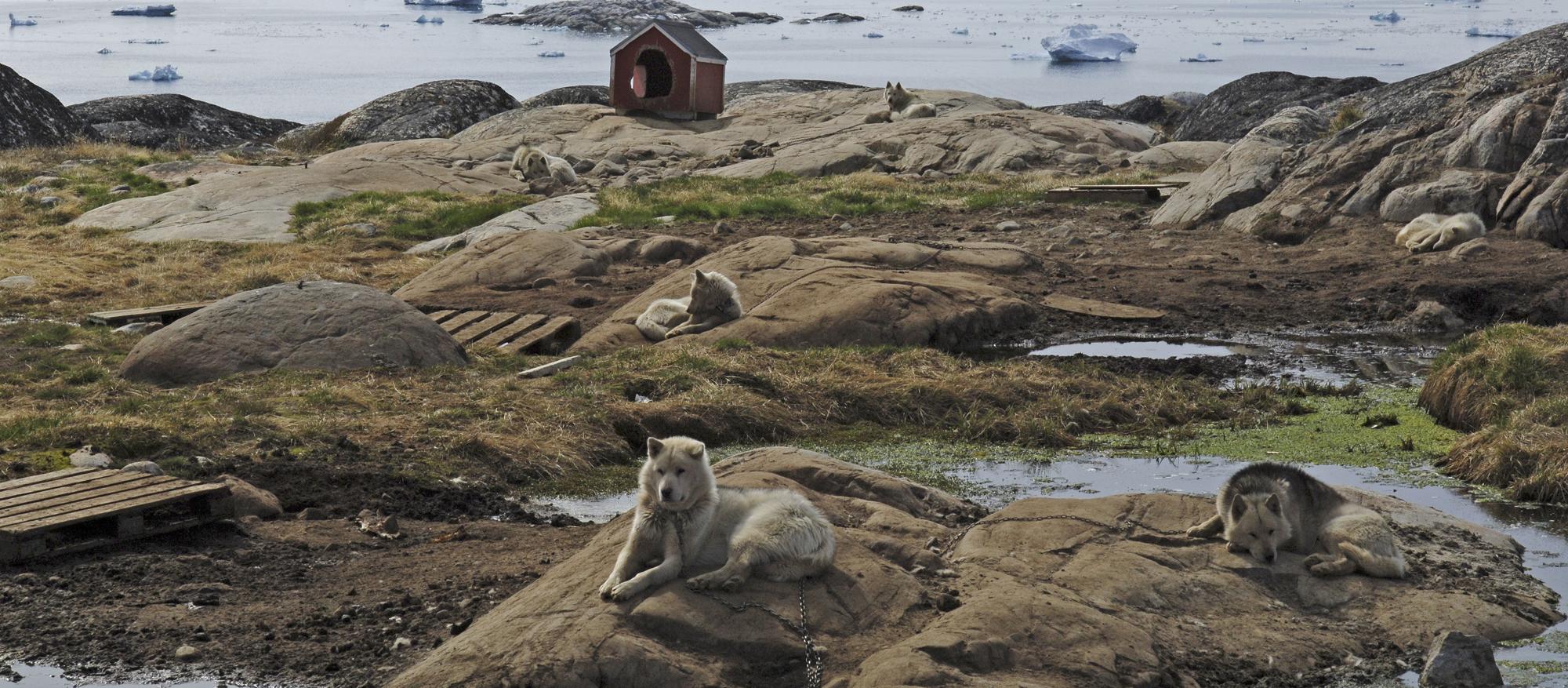 Dog Friendly Greenland