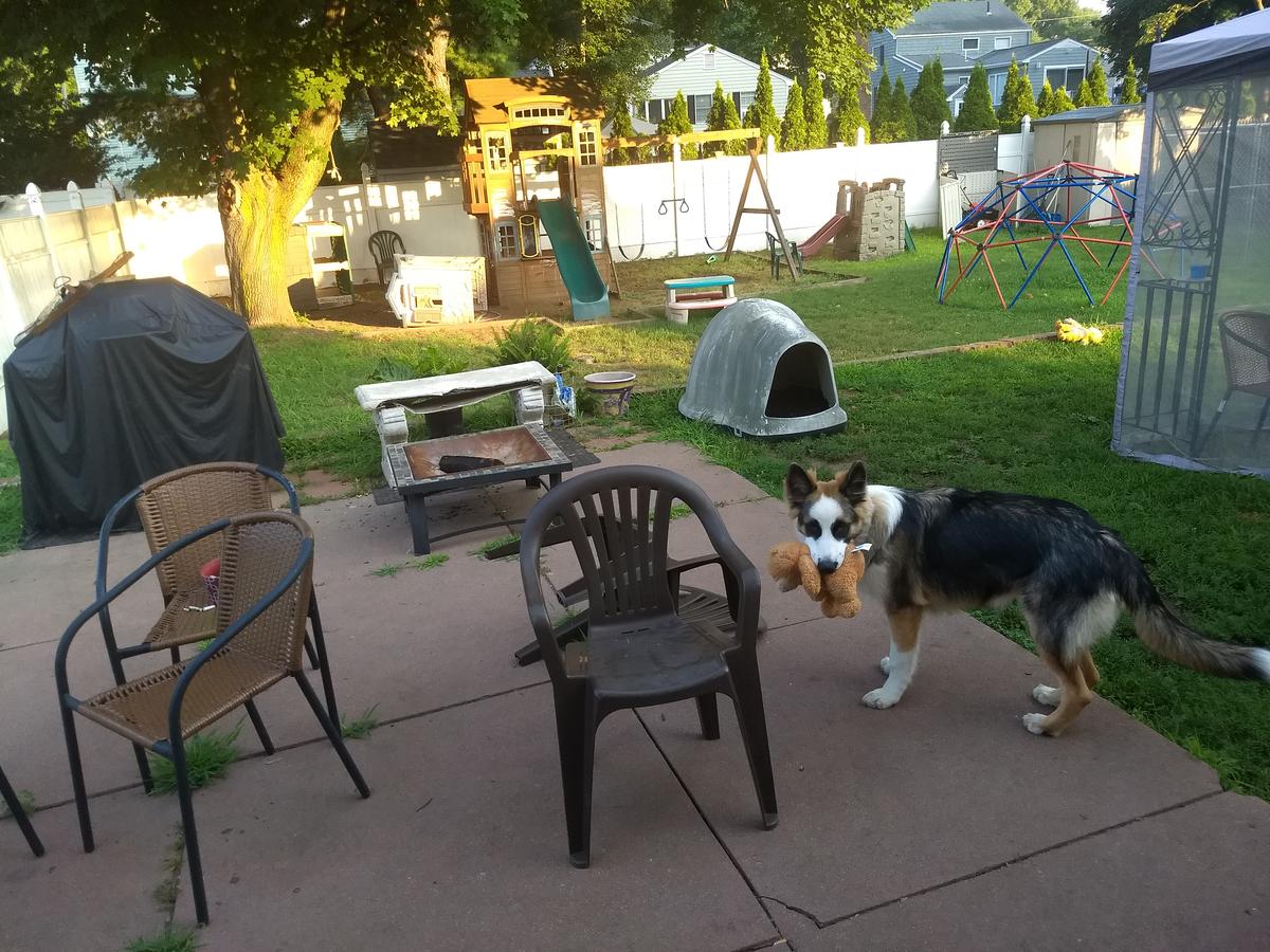 Beverly clearance dog daycare