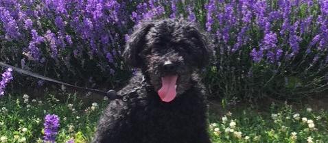 Dog Friendly Sainte Eustache, QC