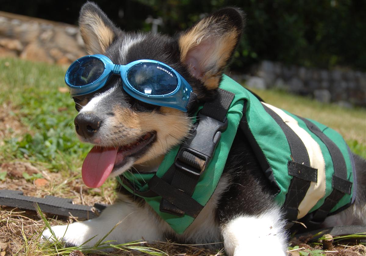 Dog in a life jacket and doggles