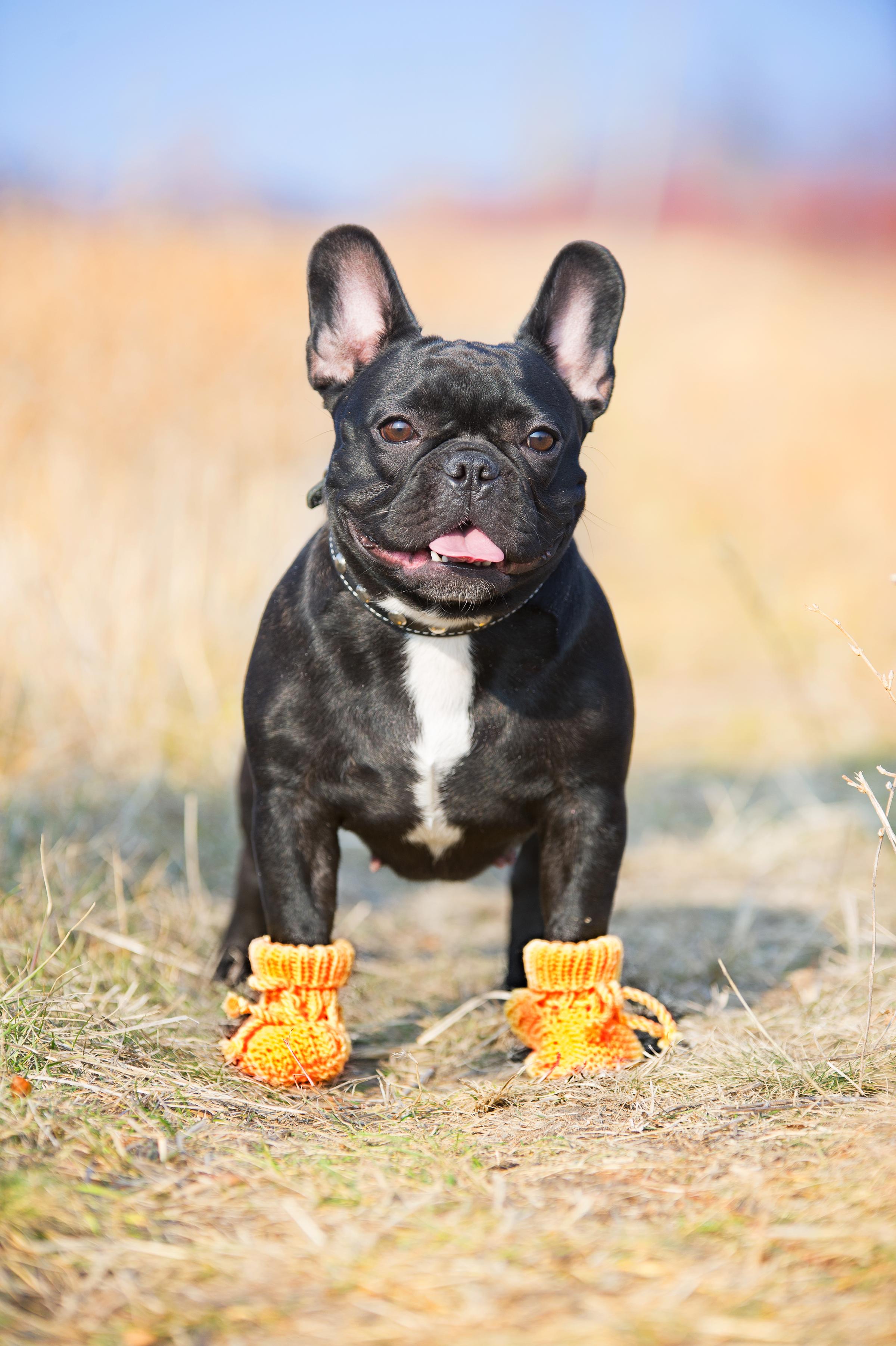 French Bulldog in Yellow Booties ⋆ BringFido