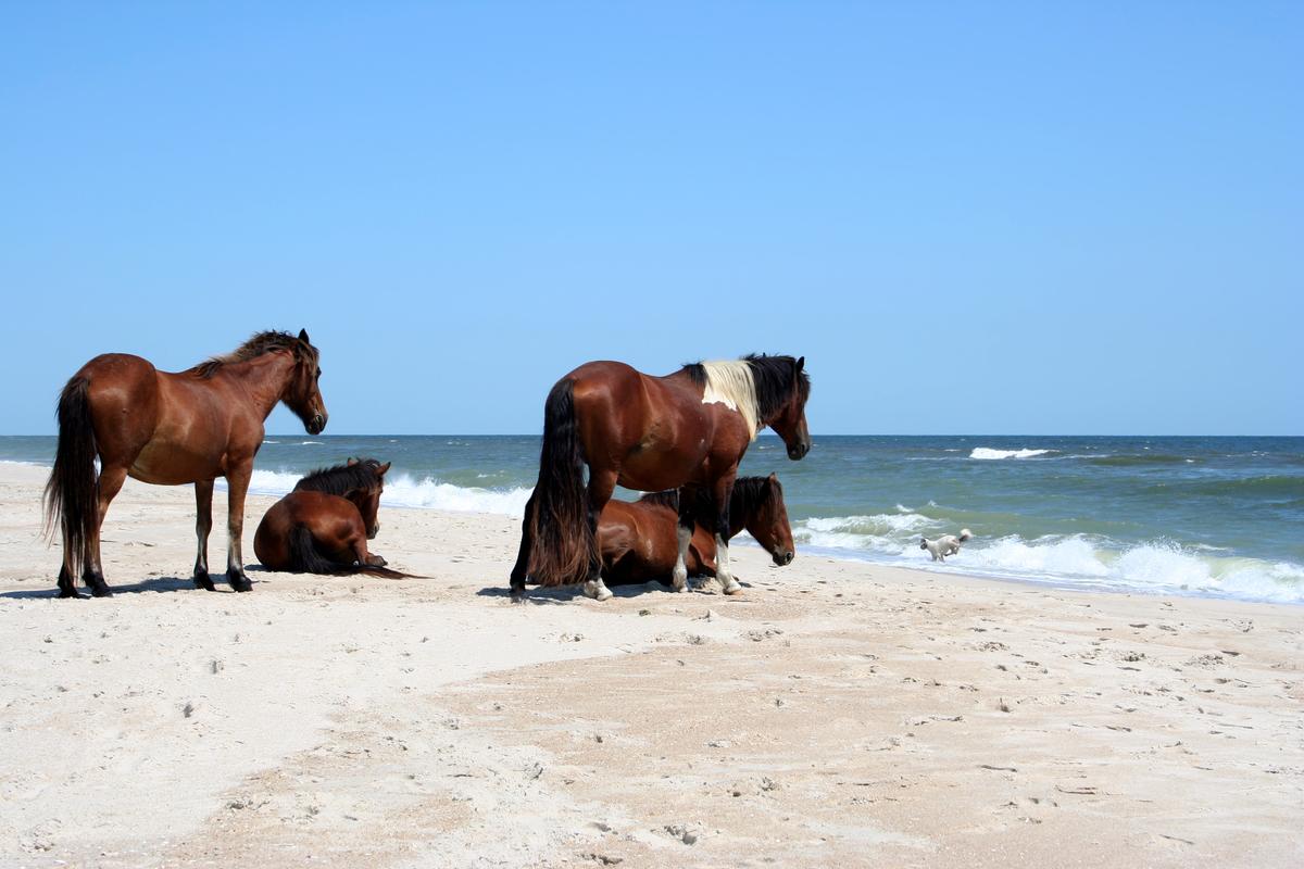 Wild Horses on Assateague National Seashore