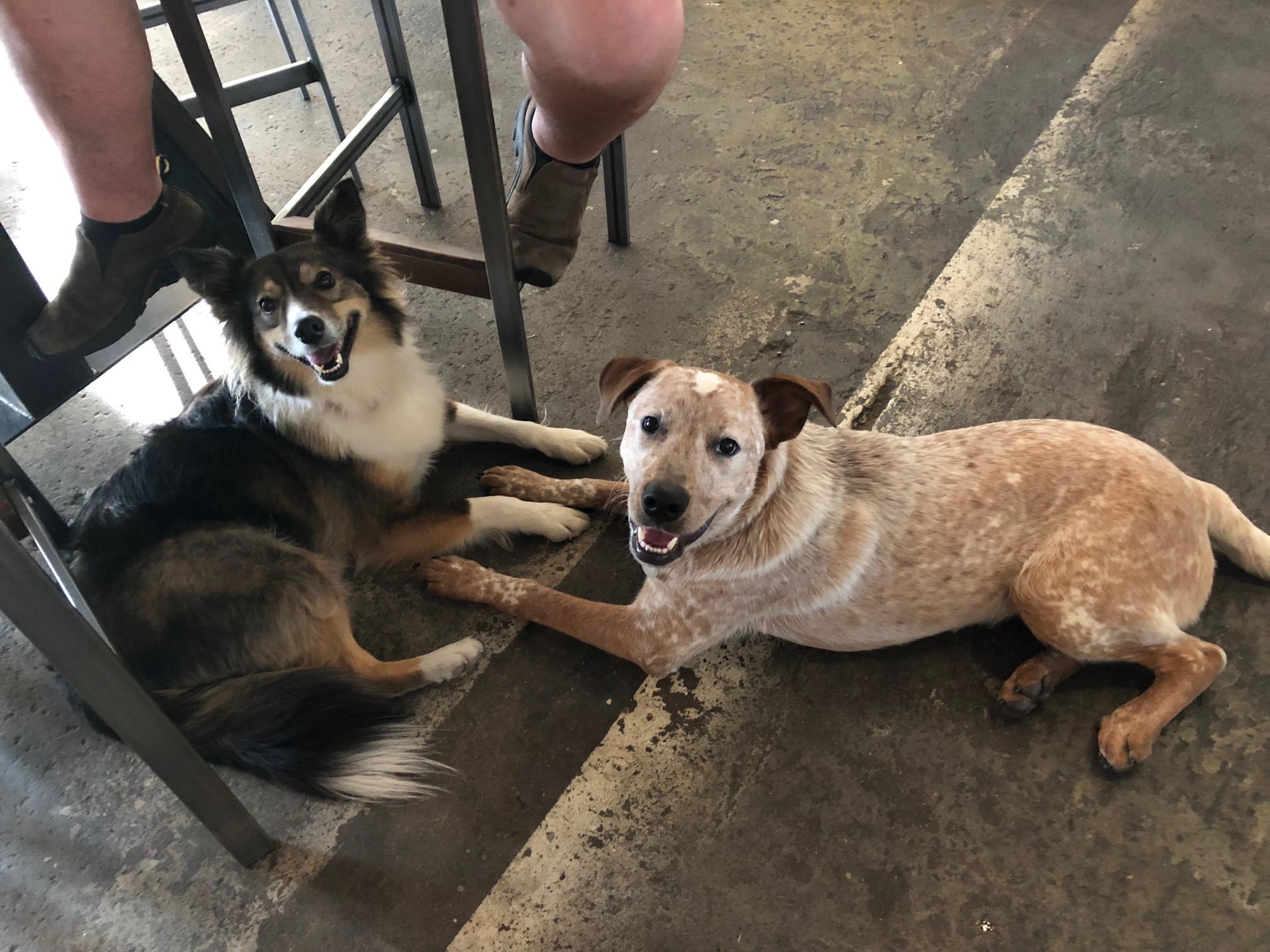 Pet Friendly Lost Grove Brewing
