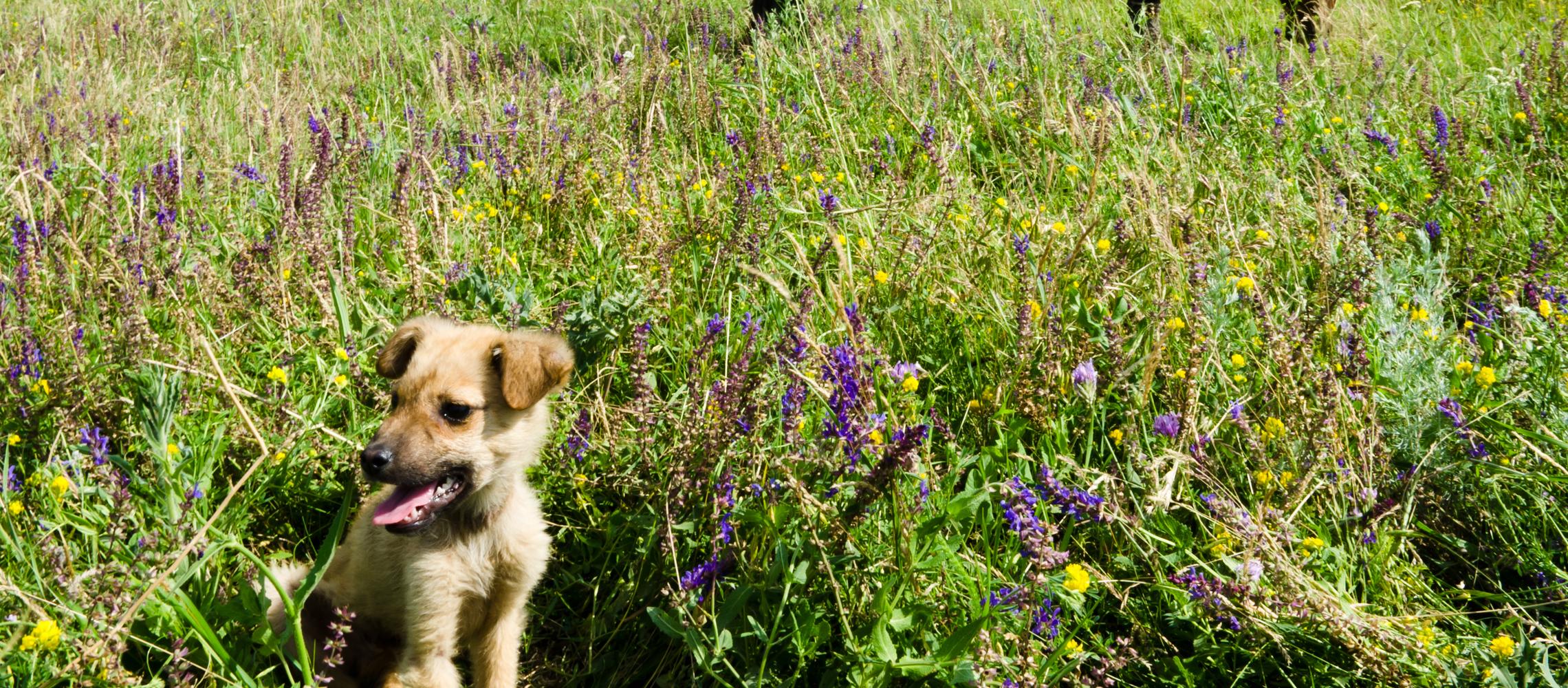Dog Friendly Moldova