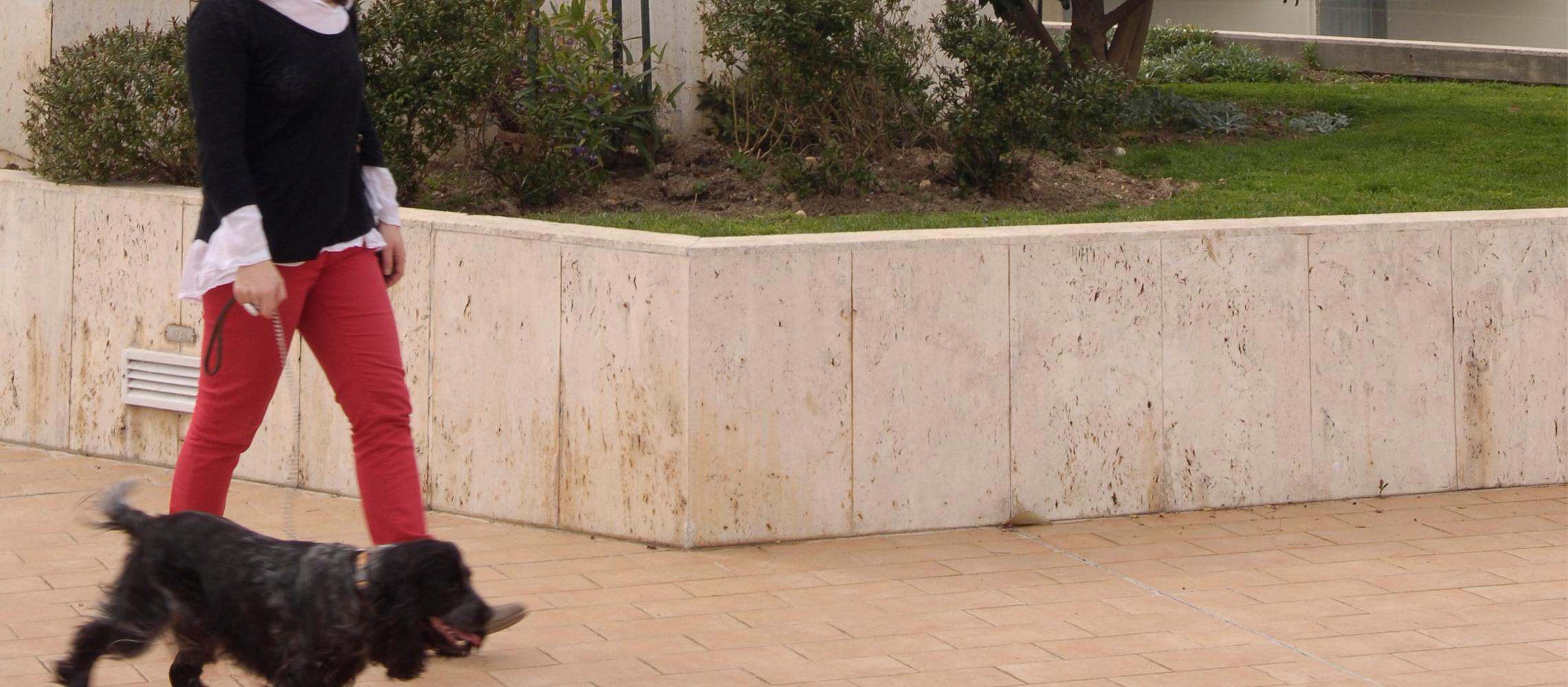 Dog Friendly Monaco