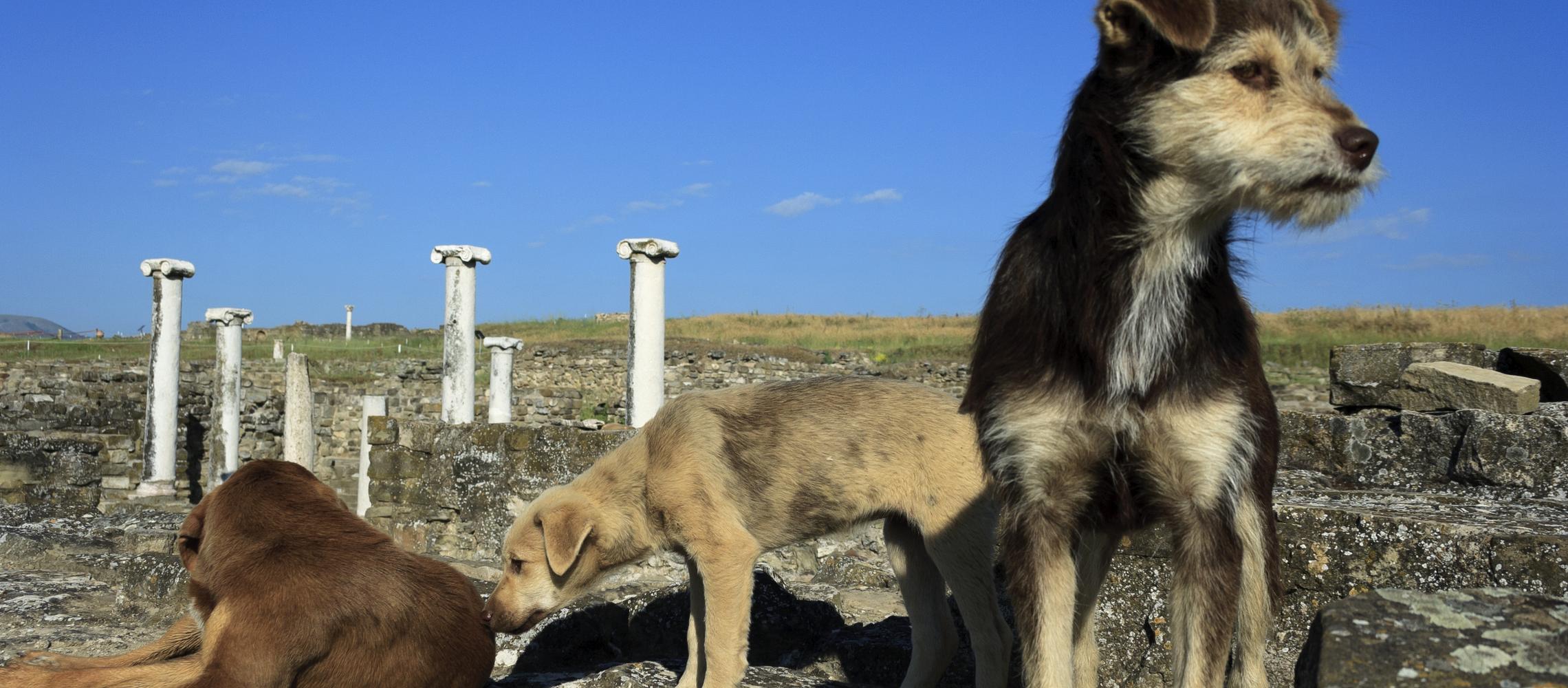 Dog Friendly F.Y.R.O. Macedonia