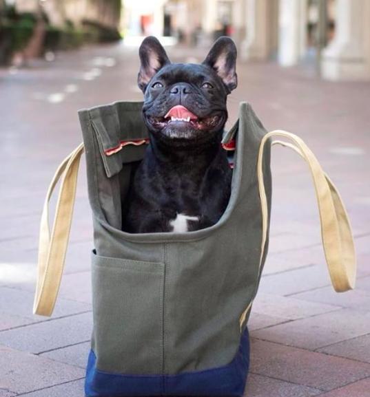 Dog in a Purse