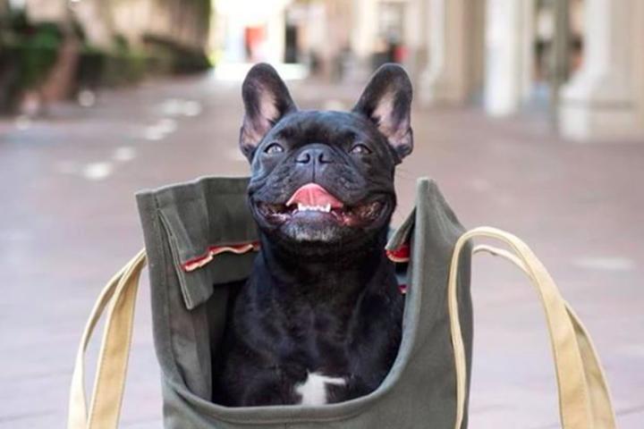 Dog Friendly Shopping in California BringFido