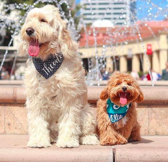 Dogs at Fountain