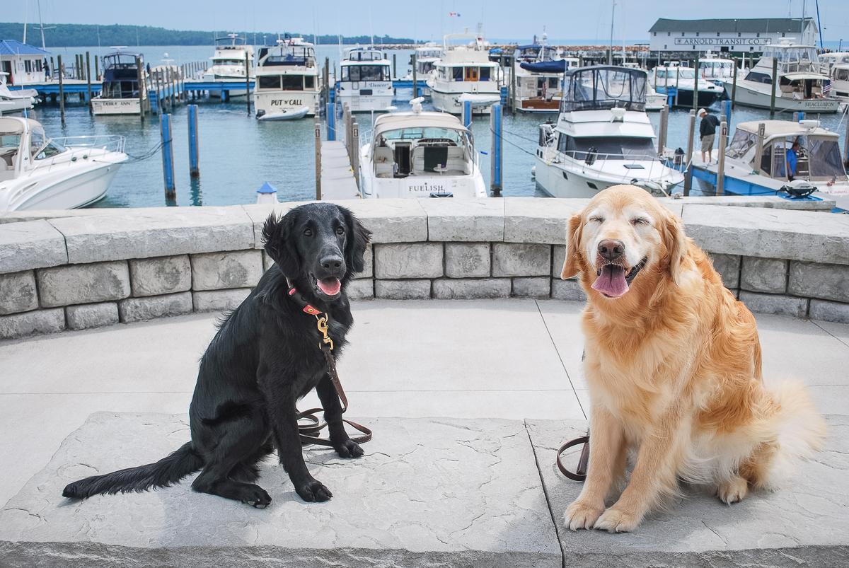 Two Dogs Enjoy Mackinac Island BringFido two-dogs-enjoy-mackinac-island-bringfido