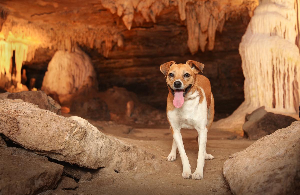 Dog Enjoys Fantastic Caverns