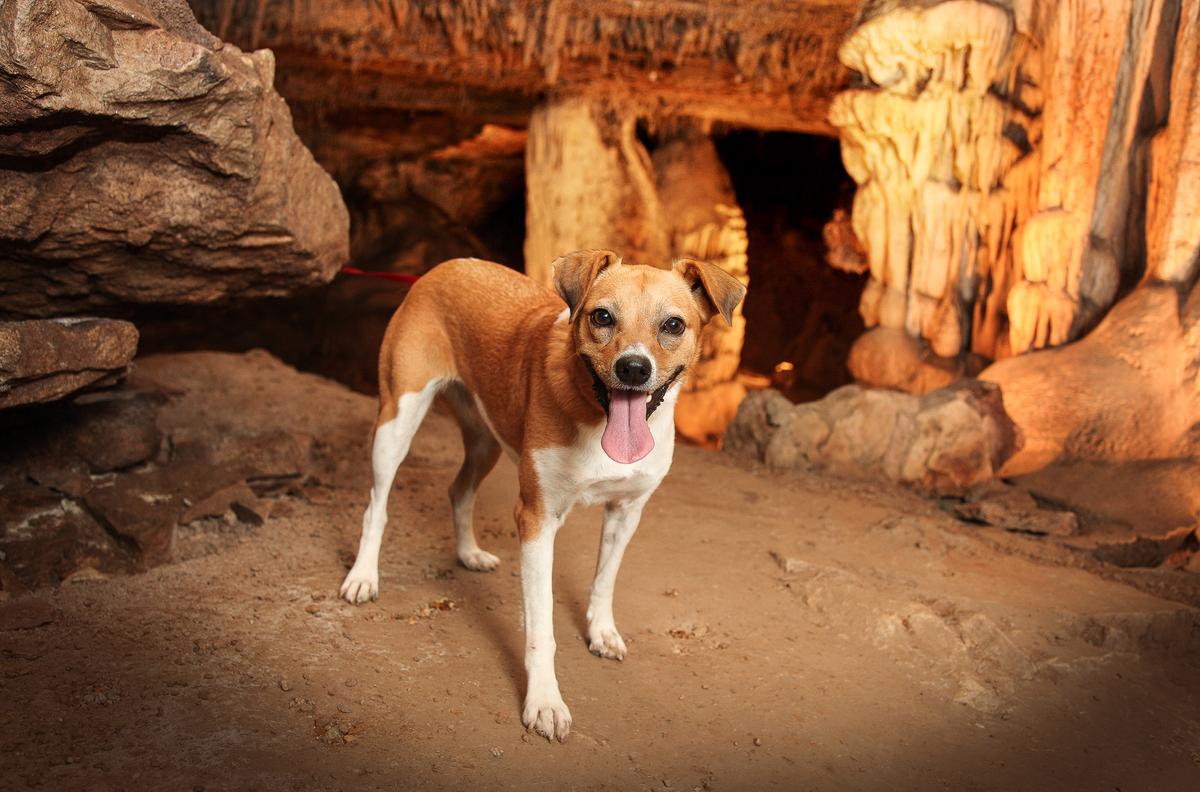 Small Dog Exploring Fantastic Caverns
