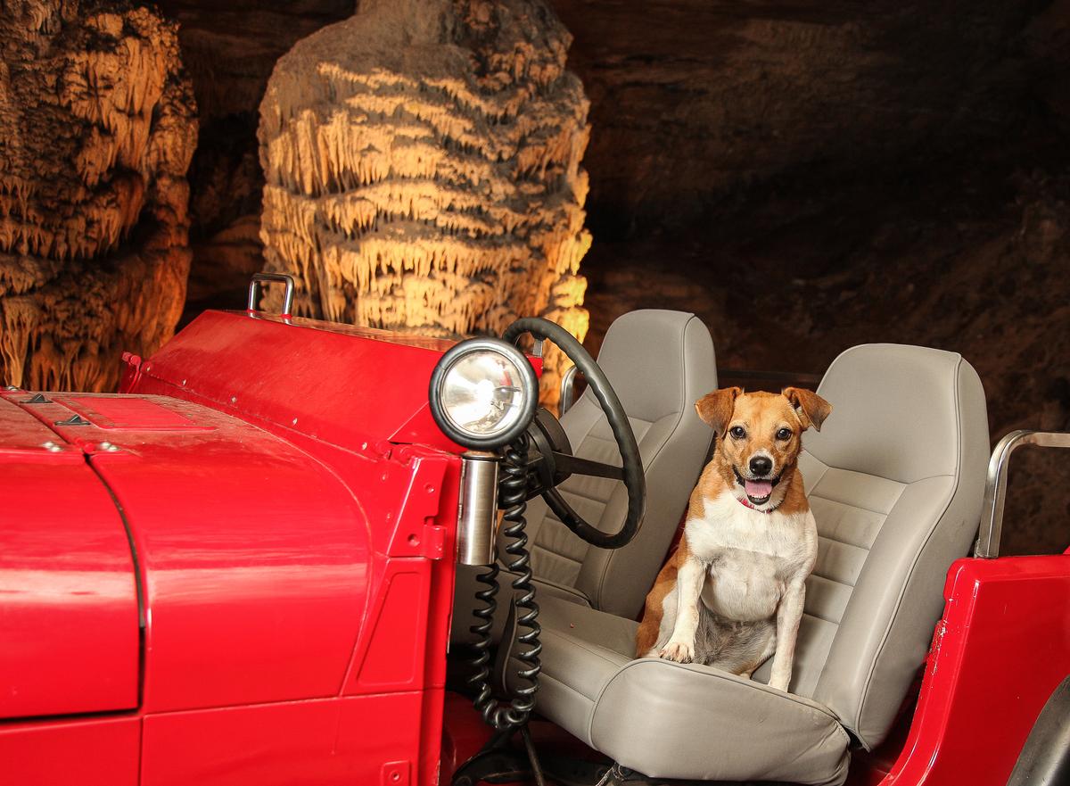 Dog Sits in a Jeep on a Fantastic Caverns Tour