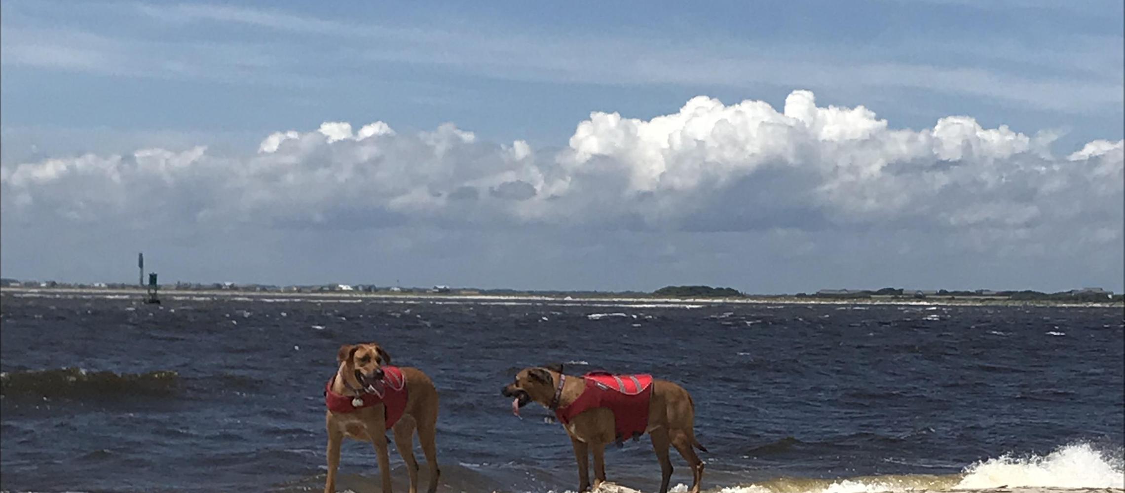 Dog Friendly Bald Head Island, NC