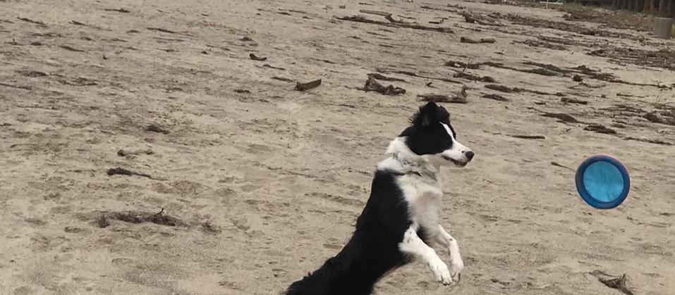 Dog Friendly Summerland, CA