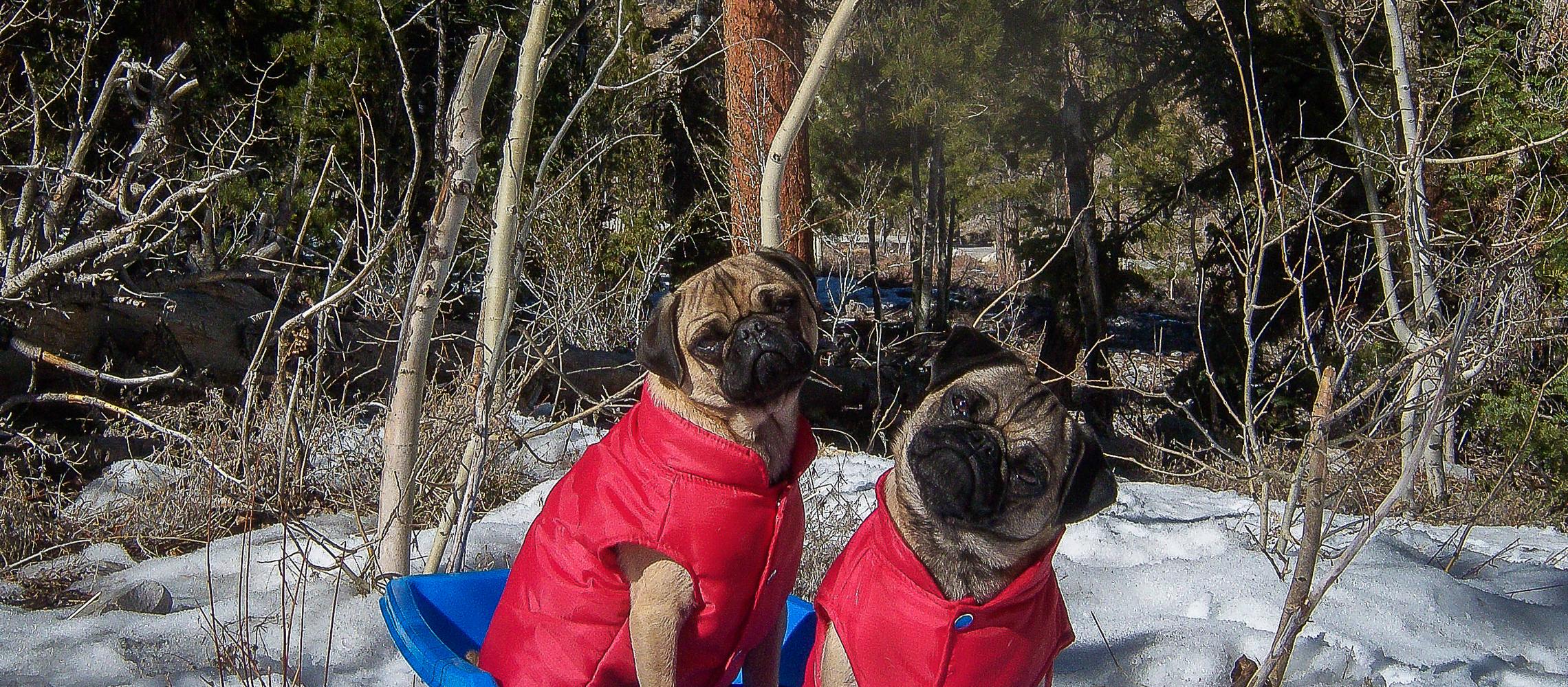 Dog Friendly Mount Charleston, NV