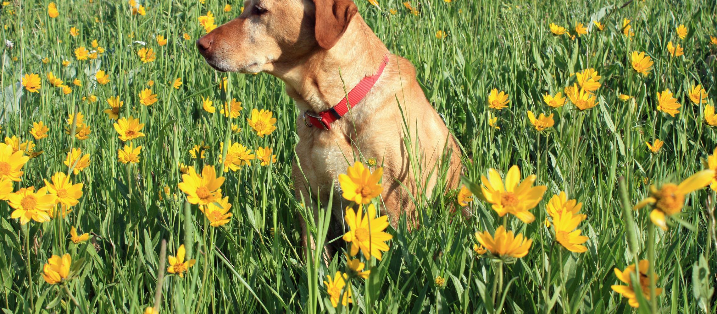 Dog Friendly Gallatin Gateway, MT