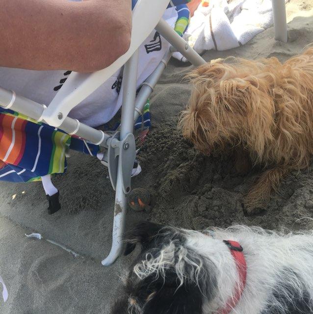dog days of summer