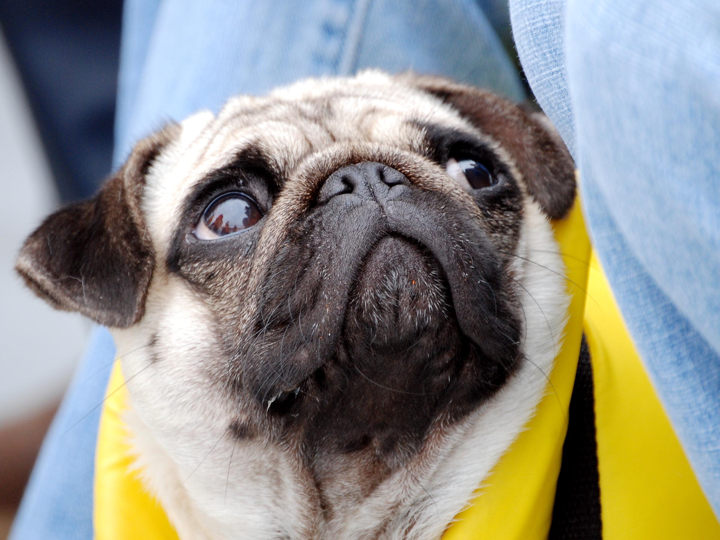 Pug On The Cape May Whale Watcher