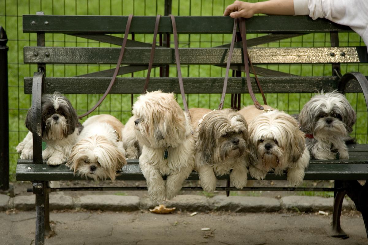 Shih Tzus on a Bench