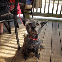 Dock Mike's Pancake House restaurant view 4