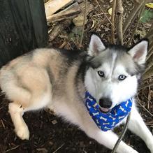 Blue Moon Cafe restaurant view 6