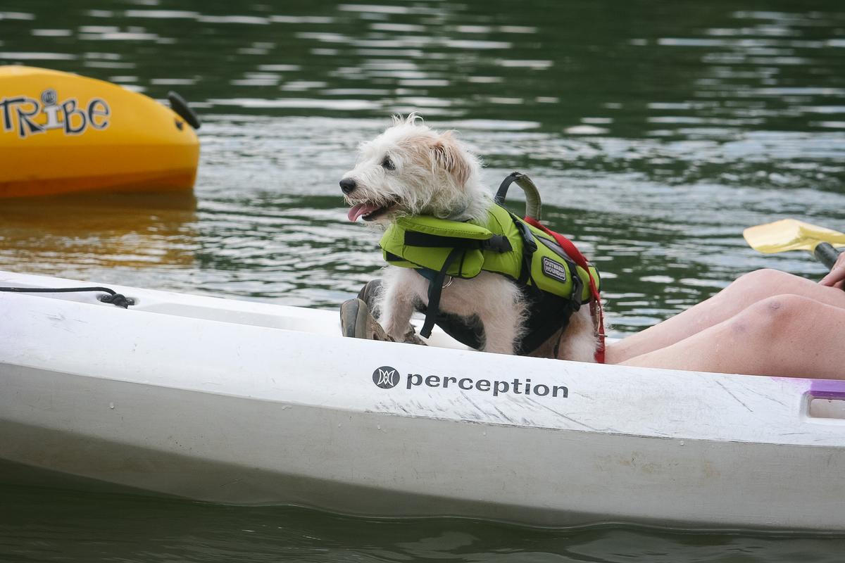 Dog in a Life Jacket Rides on a Kayak