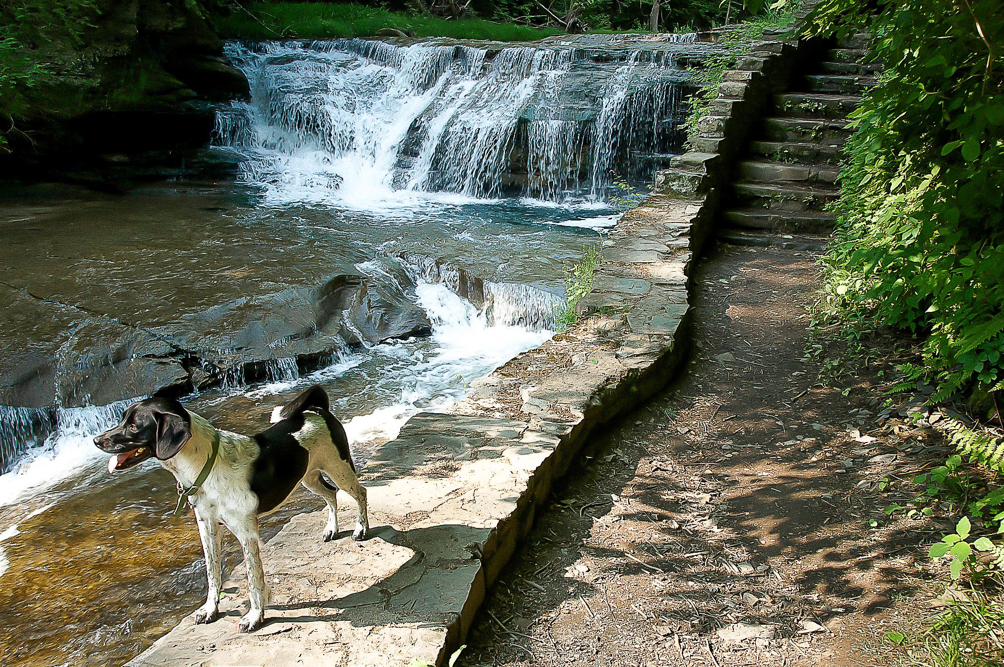 ithaca ny dog bringfido friendly