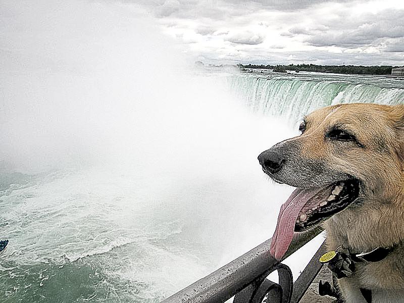 Dog Friendly Niagara Falls, NY - Bring Fido