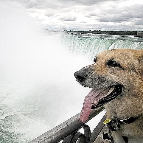 Dog Friendly Niagara Falls, NY - Bring Fido