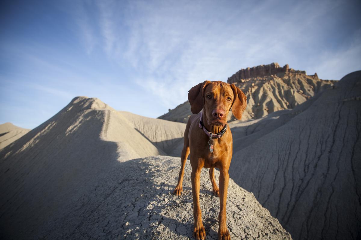Vizsla Hikes in the Badlands