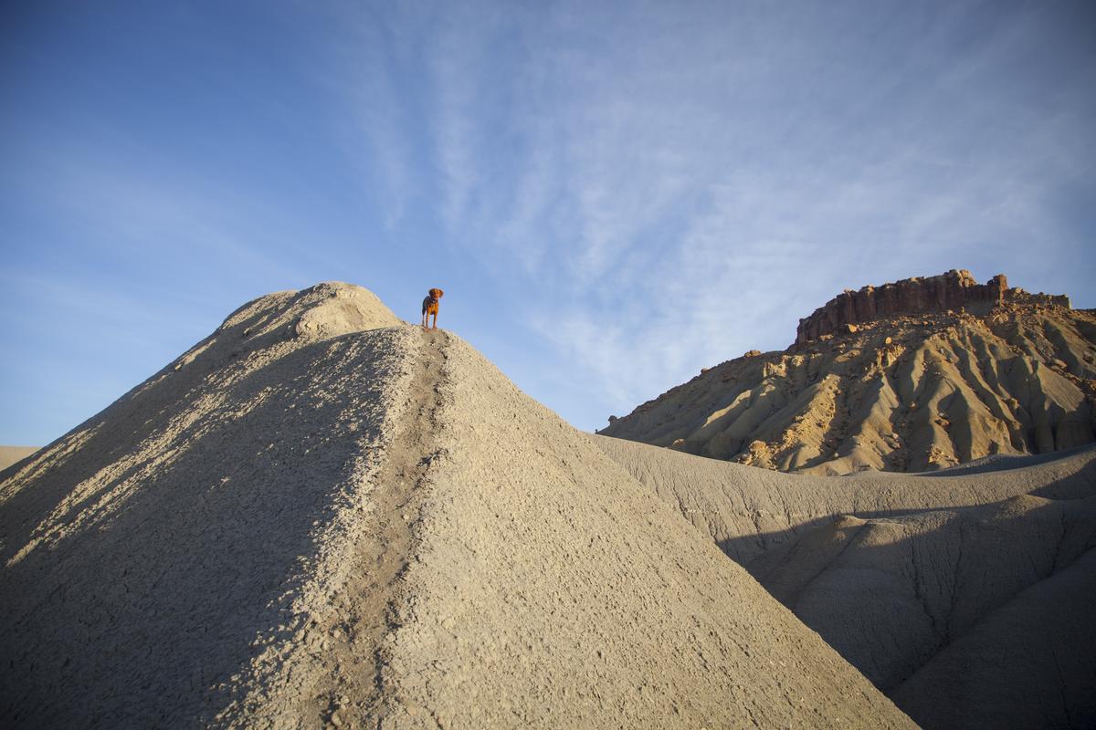 Vizsla on a Hill in the Badlands