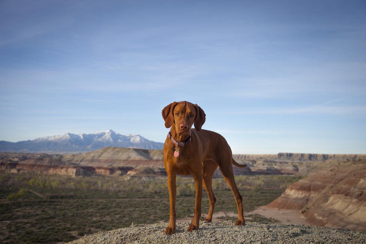 Vizsla on a Mesa in the Badlands