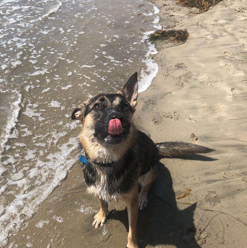 Bougie Pup at the Beach