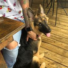 The Smiling Dog restaurant view 10