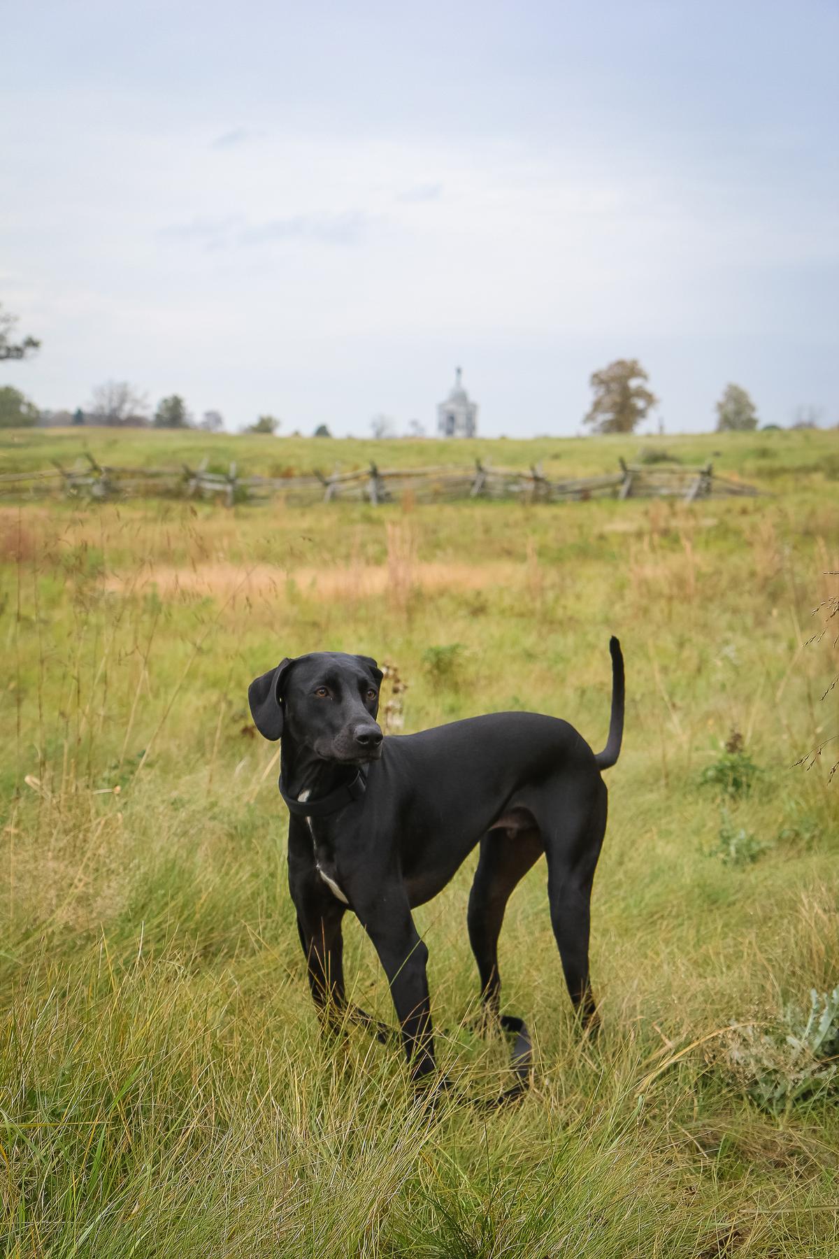 Black Lab on a Battlefield