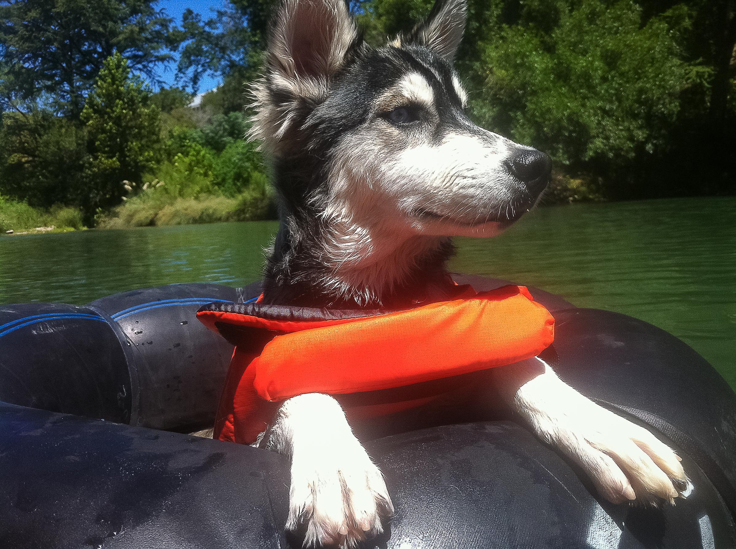 Dog Friendly New Braunfels Tx Bring Fido