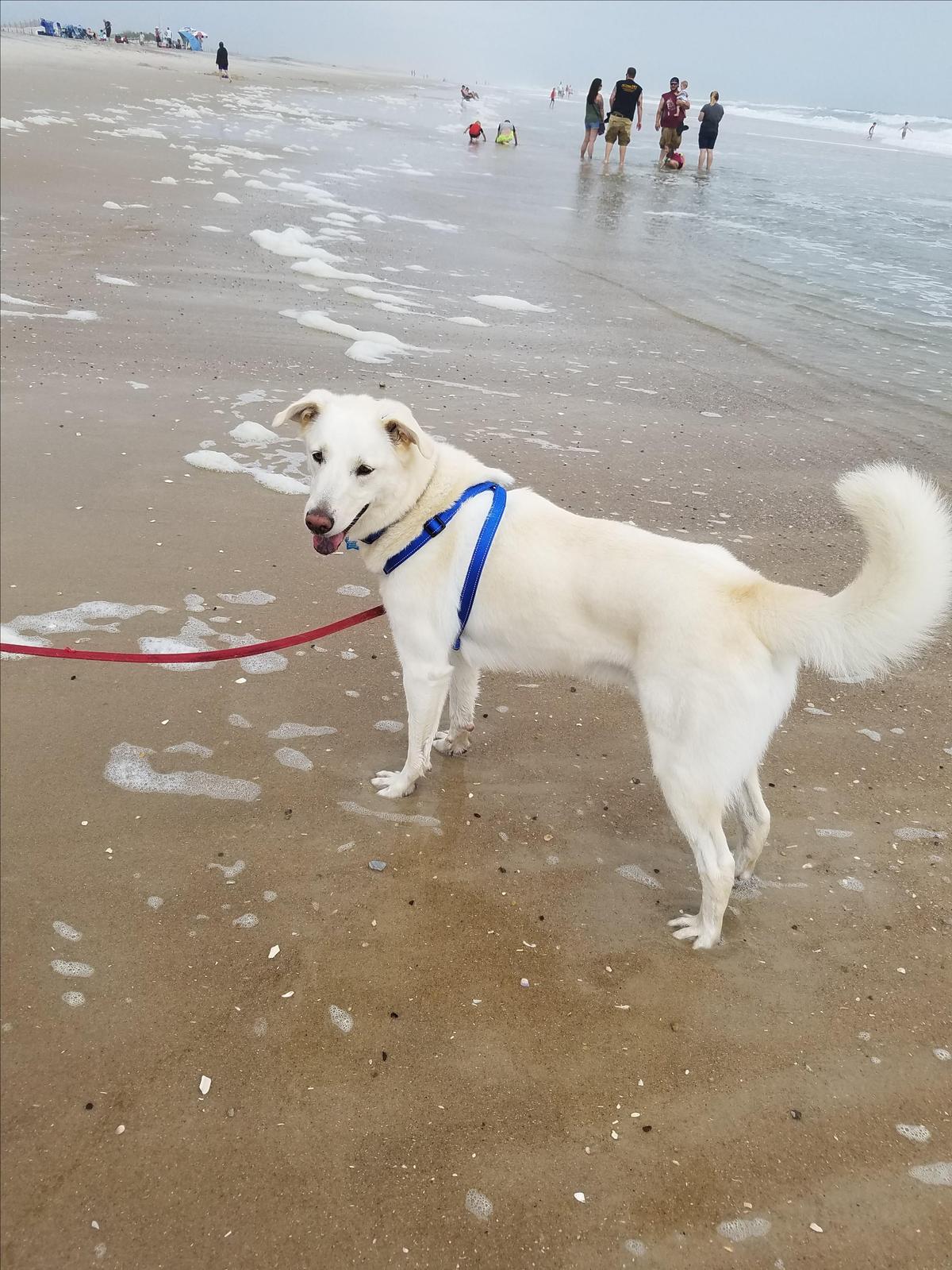 nice beach for dogs