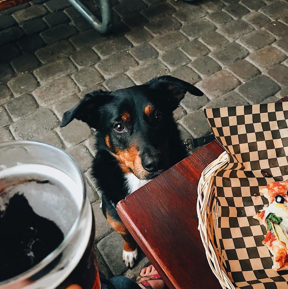 Lucky Labrador Beer Hall restaurant view 2