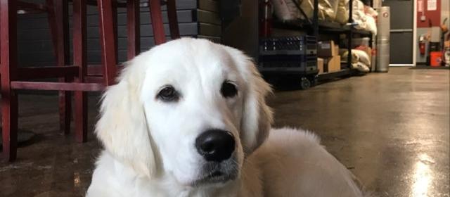 Dog Friendly Waretown, NJ