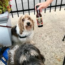 Obed & Isaac’s Microbrewery and Eatery restaurant view 10