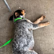 Razzoo's Cajun Cafe restaurant view 1