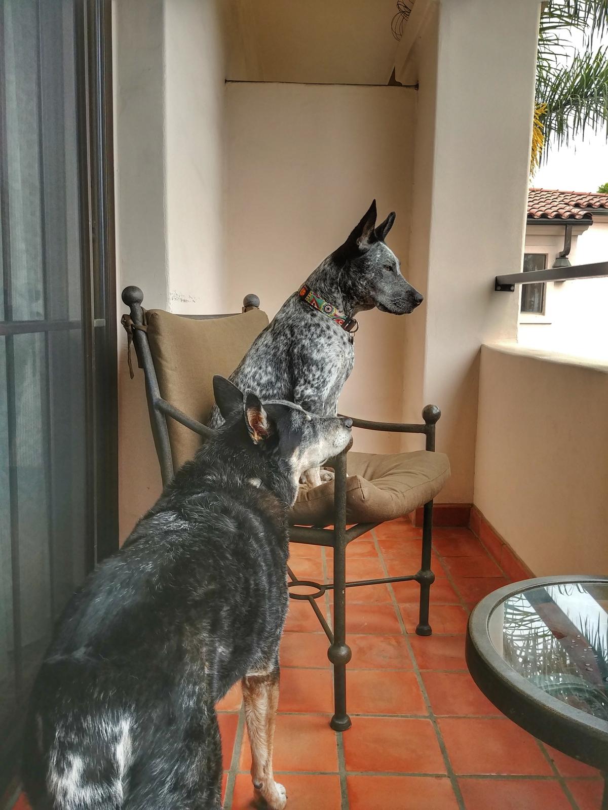 Enjoying the view