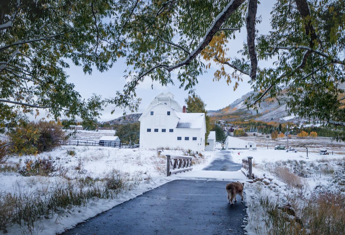 Dog Walks a Path in the Snow
